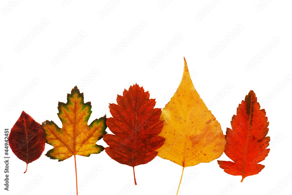 Colorful autumn leaves row on white background Colorful autumn leaves row on white background