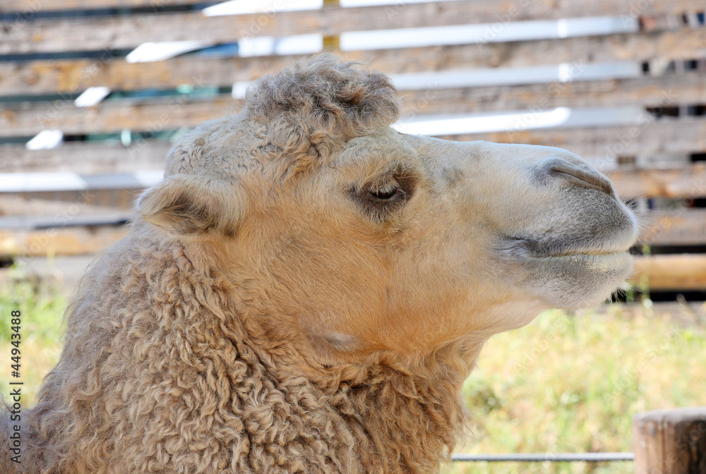 Obraz premium Camel headshot.