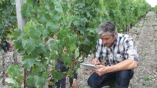 Winemarker in vine rows checking grapes quality photo