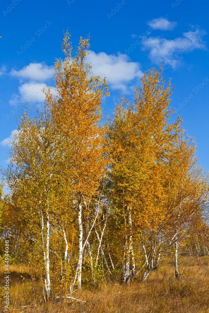 autumn red birches