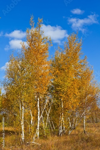autumn red birches