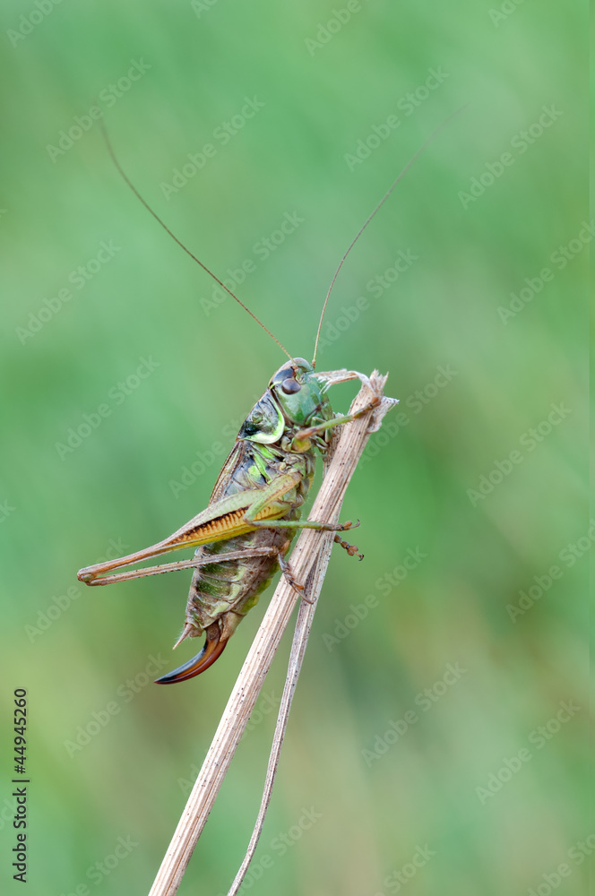 Fototapeta premium Metrioptera roeselii