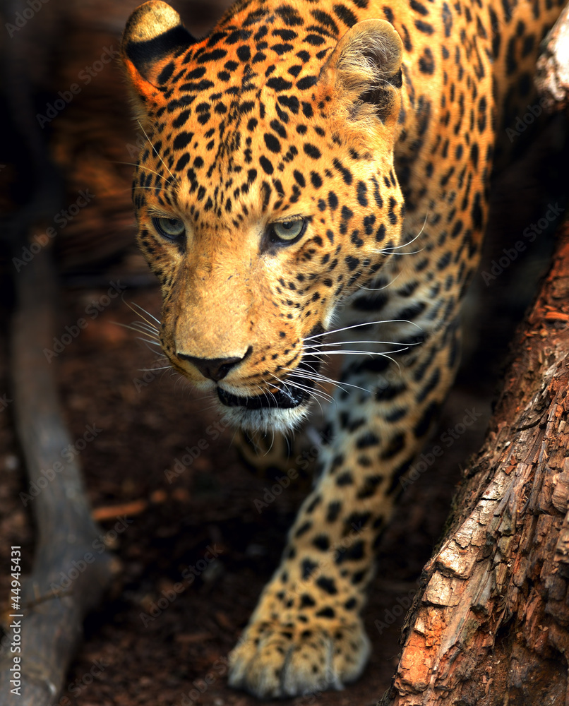 Leopard Leopard