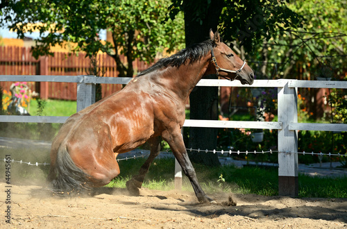 Εκτύπωση καμβά Horse