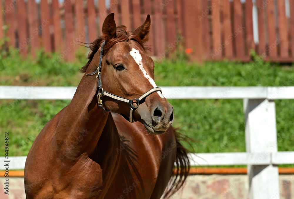 Fototapeta premium Horse
