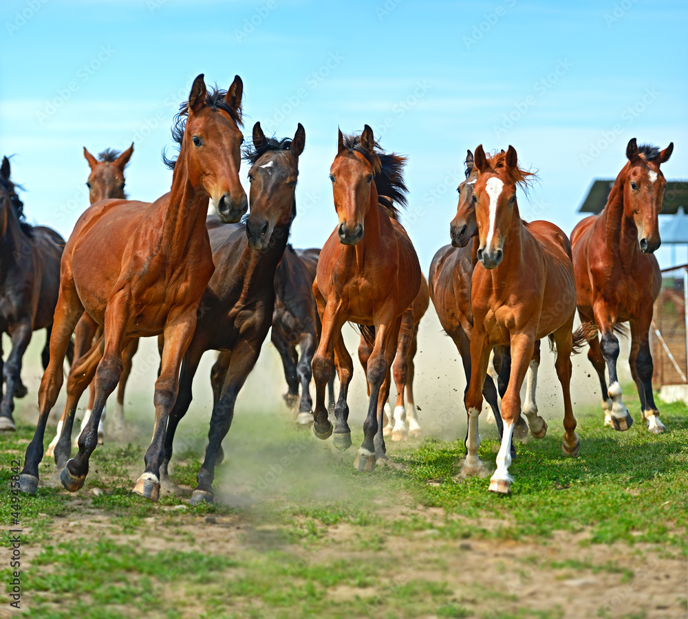 Horse