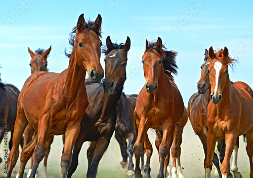 Obraz na płótnie Horse w salonie