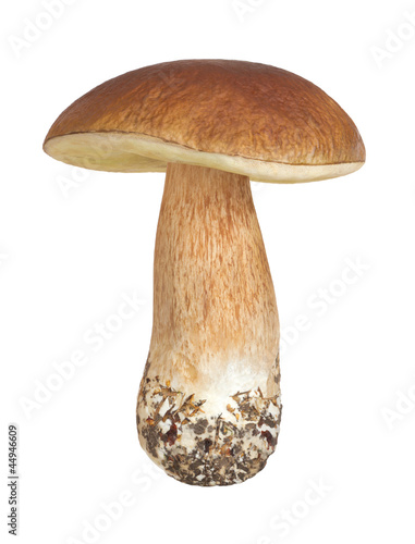 Foto Boletus mushroom on a white background