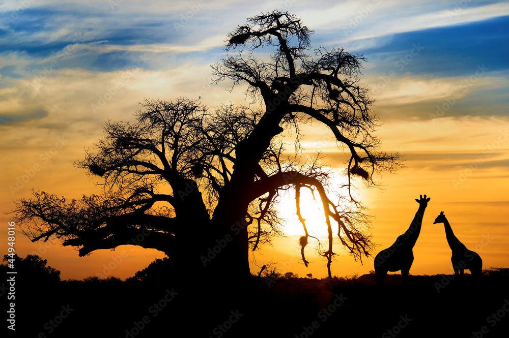 Naklejka premium Spektakularny afrykański zachód słońca z Baobabem i żyrafą