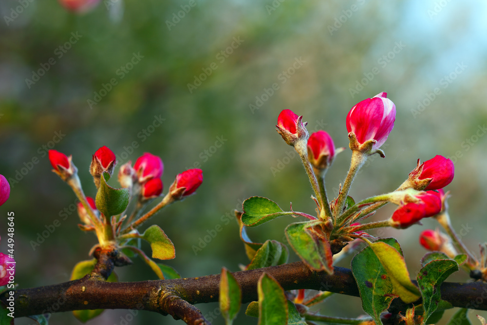 Obraz premium Apple flowers