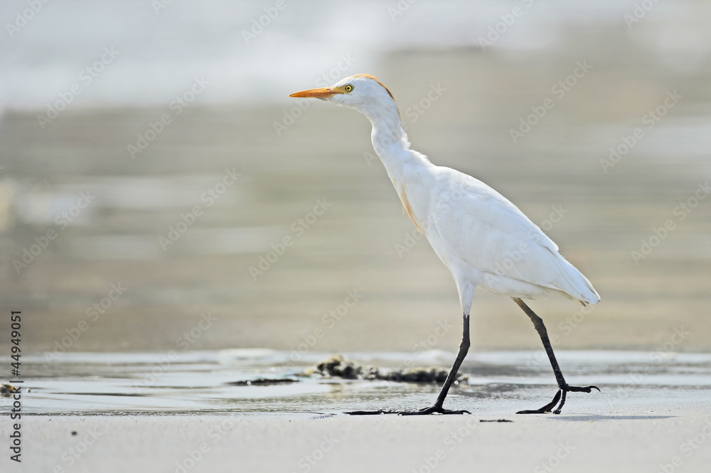Obraz premium Cattle Egret (Bubulcus ibis)