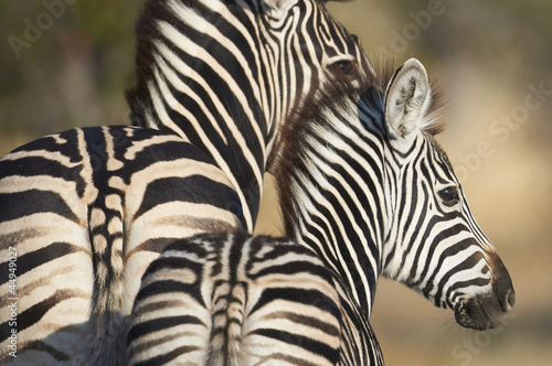 Adult and young zebra