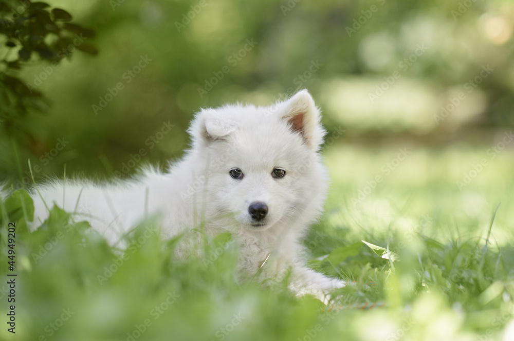Portrait of a samoyed dog puppy Portrait of a samoyed dog puppy
