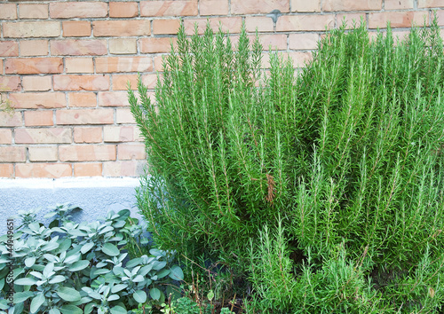 Rosemary and sage.