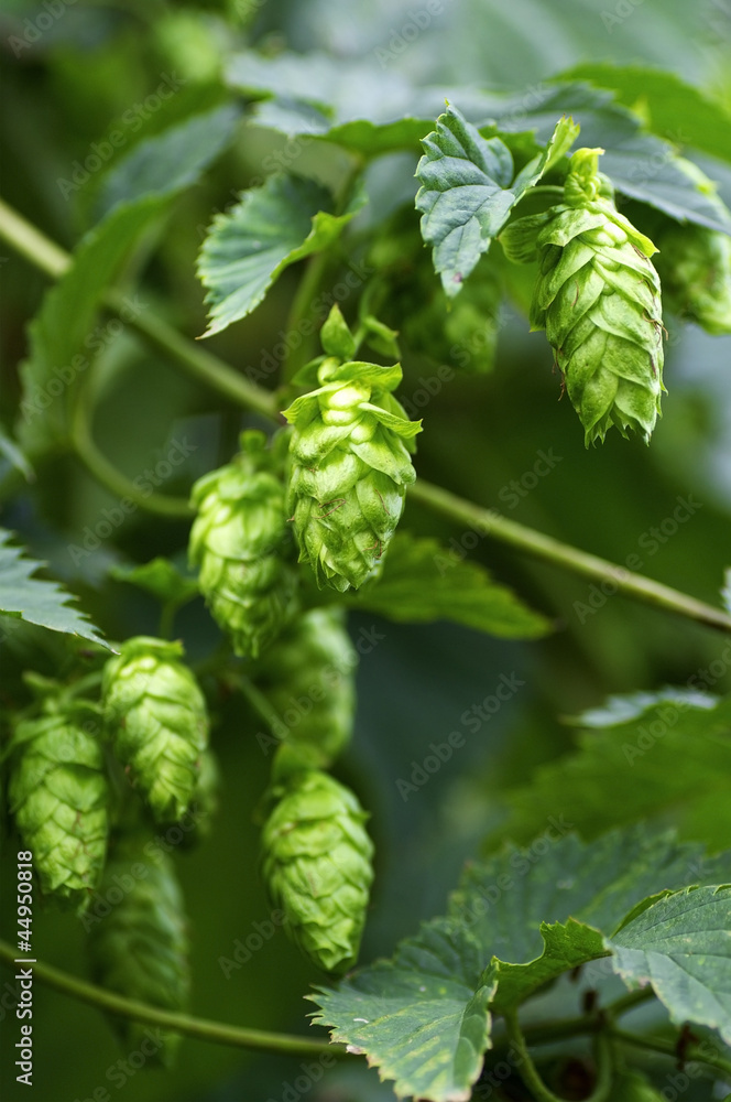 Hops flowers Hops flowers