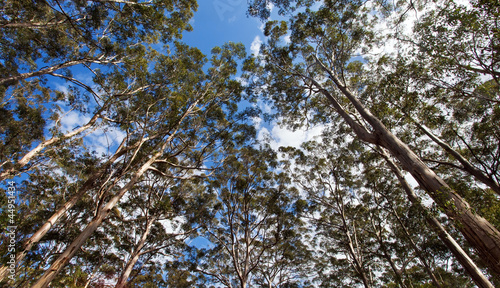 foresta di karri, Margaret river, We Australia photo