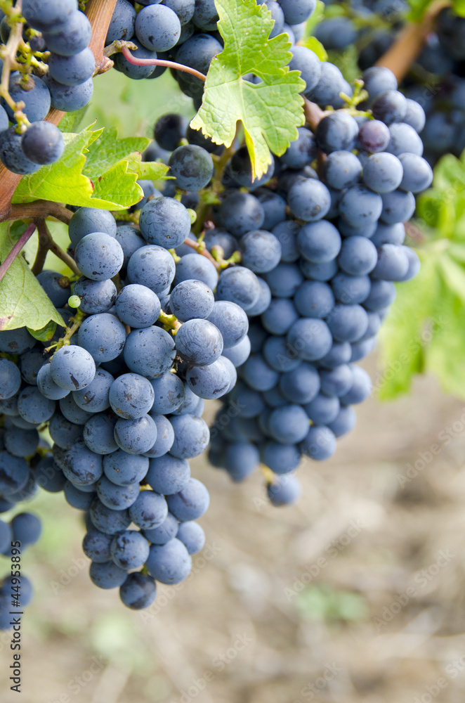 Bunches of Cabernet Sauvignon Red Wine Grape