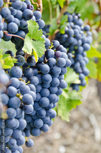 Tableau sur toile Bunches of Cabernet Sauvignon Red Wine Grapes on the Vine