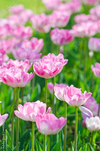 Fototapeta Naklejka Na Ścianę i Meble -  Garden with tulip flowers in summer