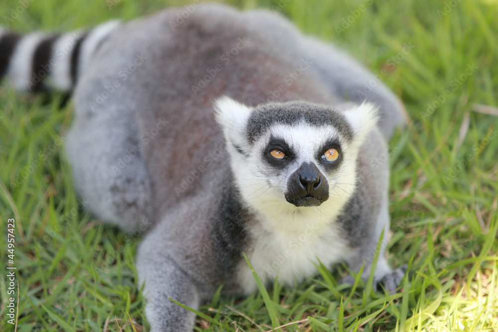 Obraz premium キツネザル