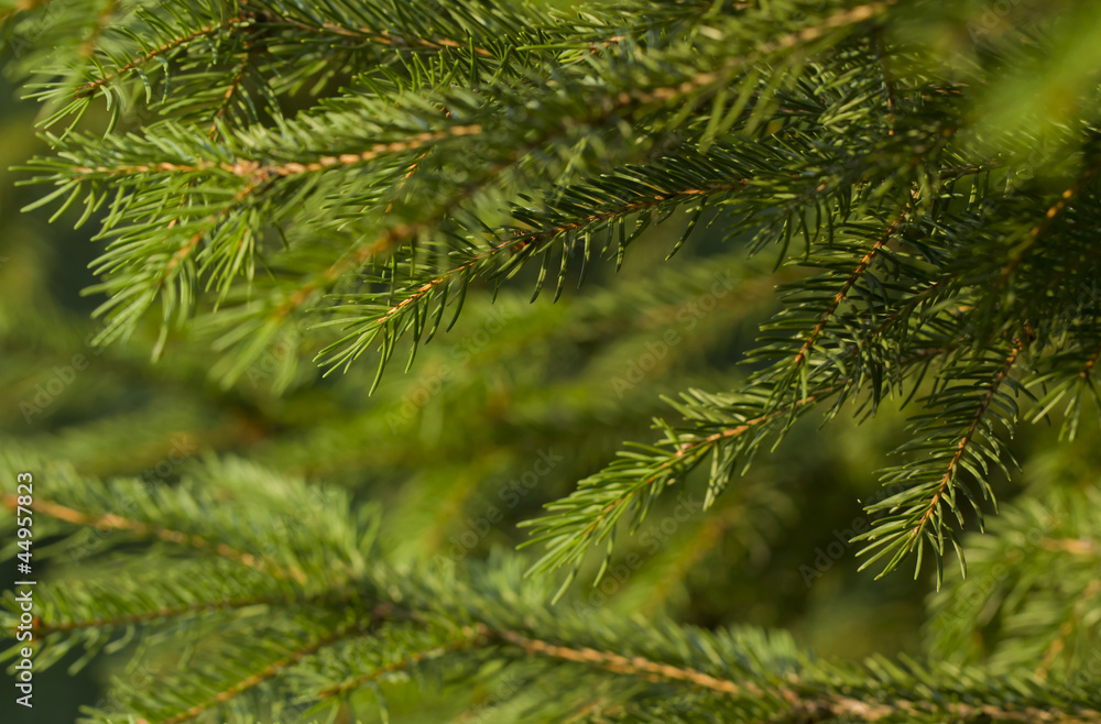 fir tree