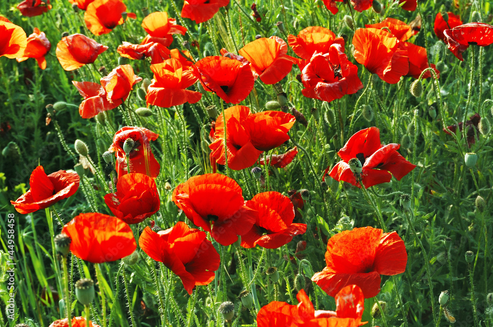 Obraz premium poppies on field