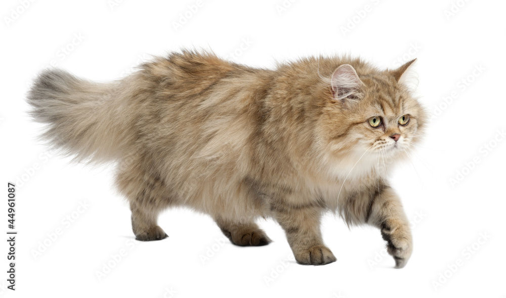 British Longhair cat, 4 months old