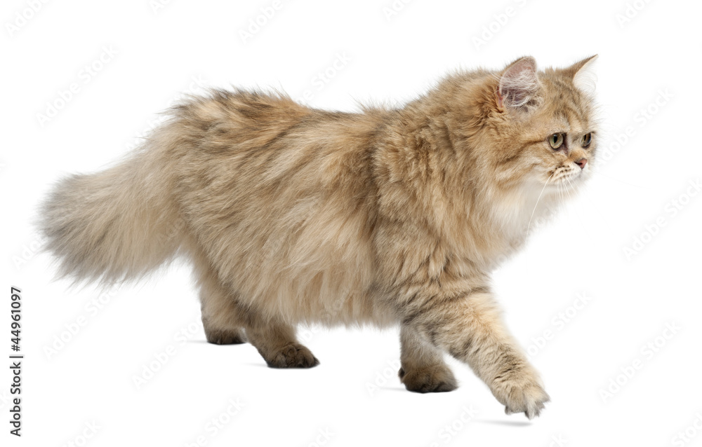 Fototapeta premium British Longhair cat, 4 months old