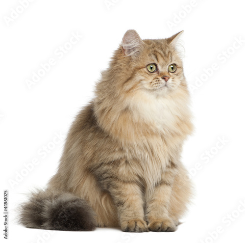 Fotografía British Longhair cat, 4 months old