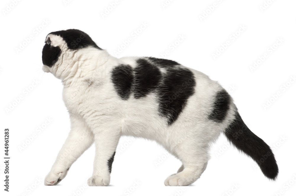 Scottish Fold, 6 months old, standing against white background Scottish Fold, 6 months old, standing against white background