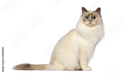 Fototapeta Naklejka Na Ścianę i Meble -  Birman, 9 months old, sitting against white background