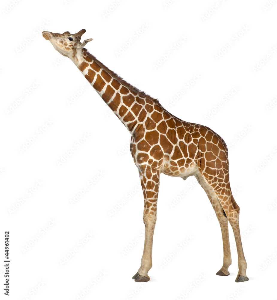 Naklejka premium Somali Giraffe, commonly known as Reticulated Giraffe