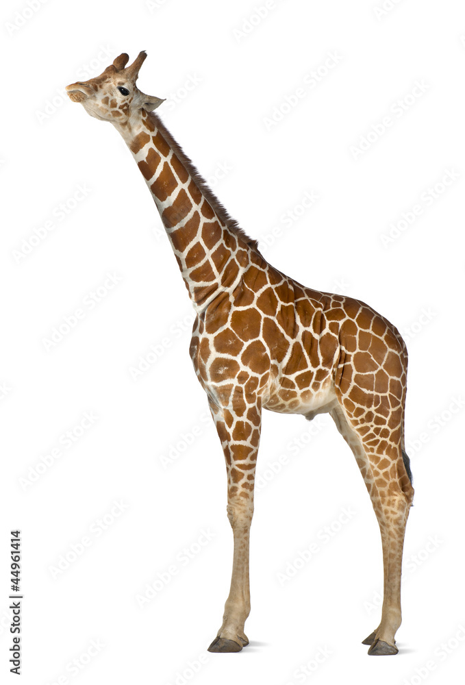 Naklejka premium Somali Giraffe, commonly known as Reticulated Giraffe