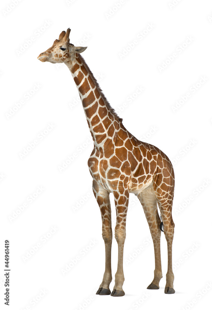 Naklejka premium Somali Giraffe, commonly known as Reticulated Giraffe