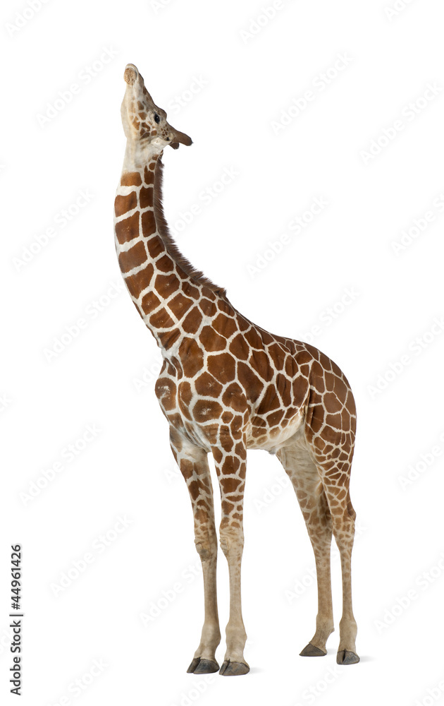 Fototapeta premium Somali Giraffe, commonly known as Reticulated Giraffe