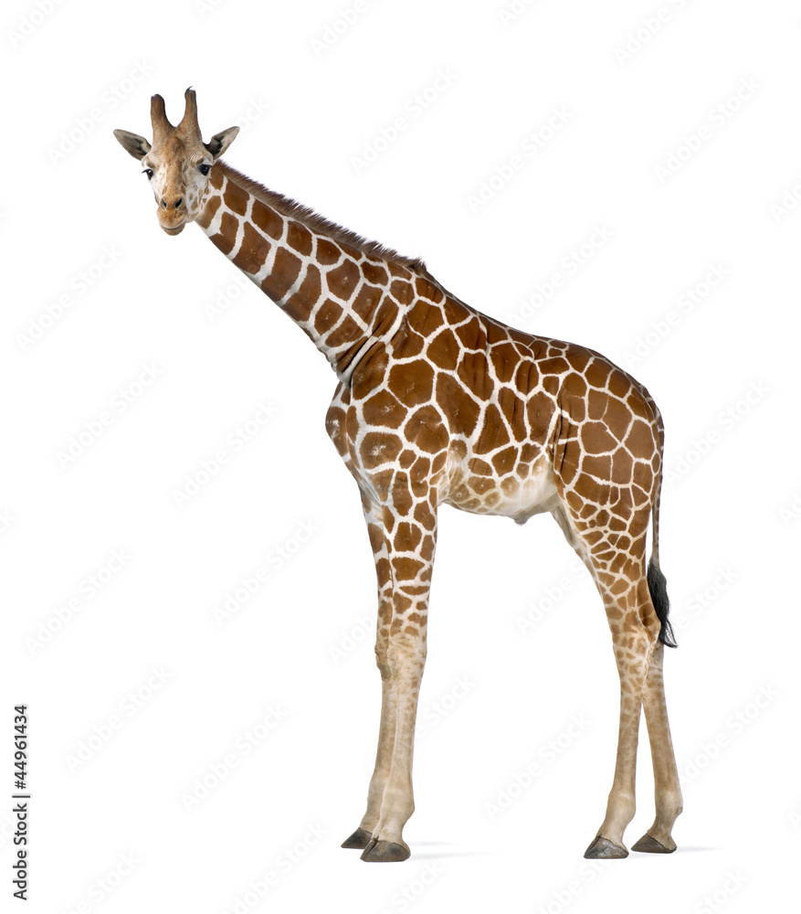 Naklejka premium Żyrafa somalijska, powszechnie znana jako żyrafa siatkowa