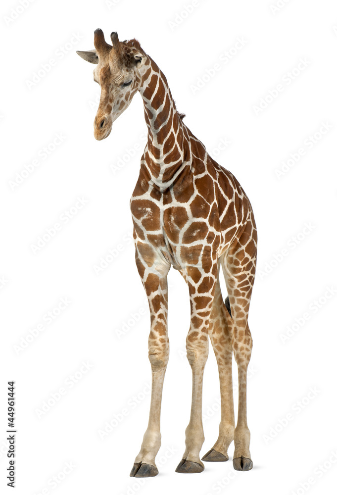 Fototapeta premium Somali Giraffe, commonly known as Reticulated Giraffe