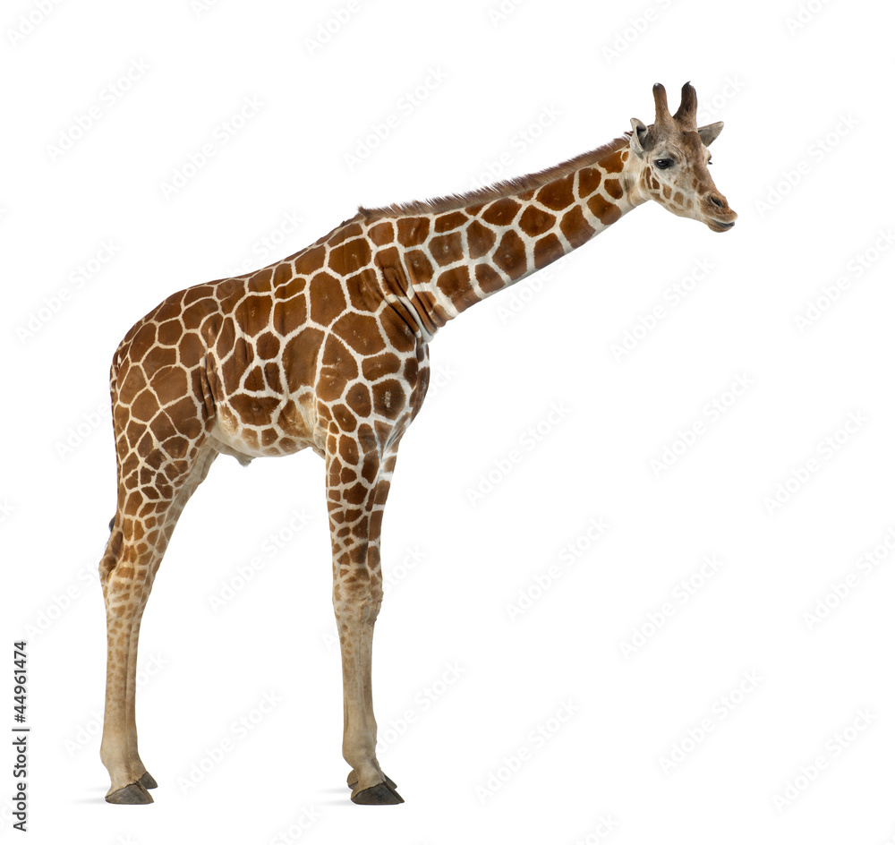 Naklejka premium Somali Giraffe, commonly known as Reticulated Giraffe