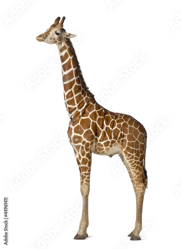 Somali Giraffe  commonly known as Reticulated Giraffe