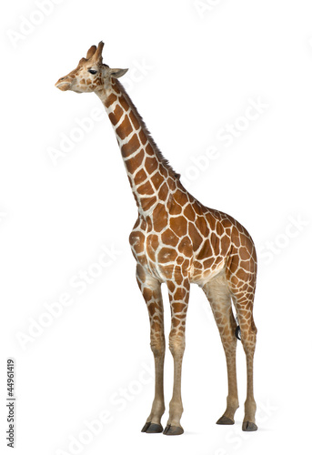 Somali Giraffe, commonly known as Reticulated Giraffe © Eric Isselée