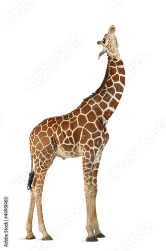 Somali Giraffe, commonly known as Reticulated Giraffe