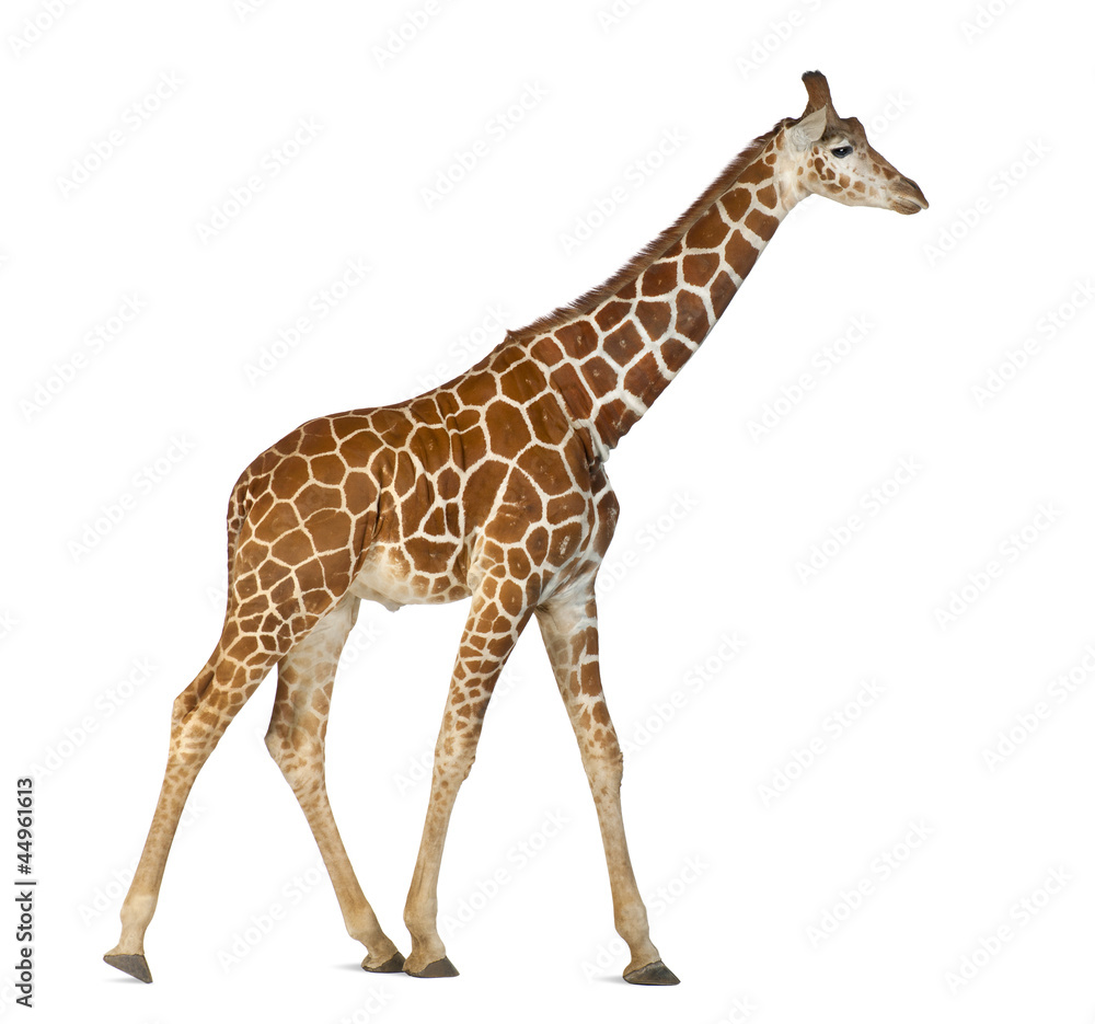 Obraz premium Żyrafa somalijska, powszechnie znana jako żyrafa siatkowa