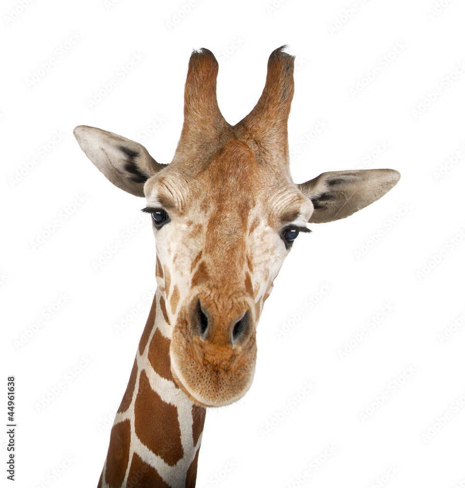 Fototapeta premium Żyrafa somalijska, powszechnie znana jako żyrafa siatkowa