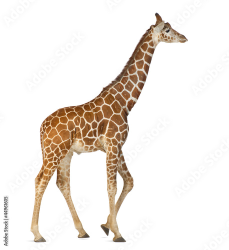 Fototapeta Naklejka Na Ścianę i Meble -  Somali Giraffe, commonly known as Reticulated Giraffe