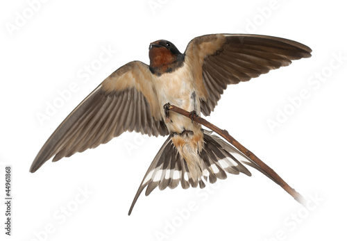 Barn Swallow, Hirundo rustica, perching against white background