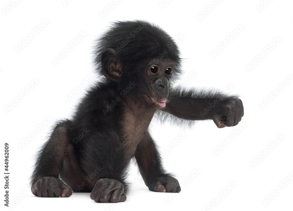 Naklejka premium Baby bonobo, Pan paniscus, 4 miesiące