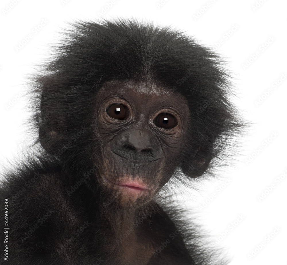 Baby bonobo, Pan paniscus, 4 months old Baby bonobo, Pan paniscus, 4 months old