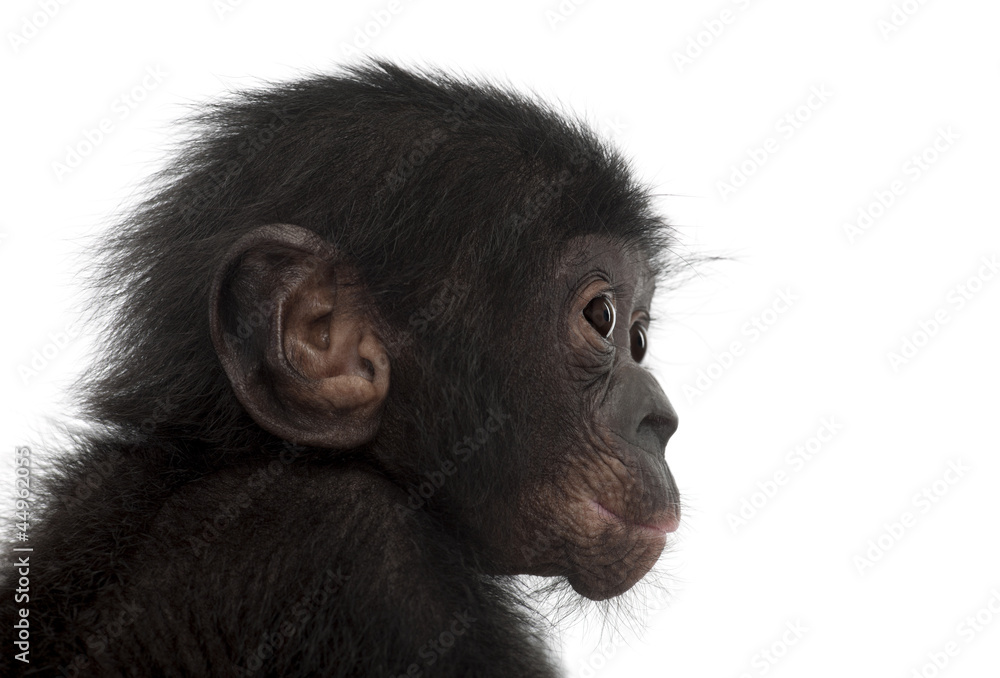 Naklejka premium Baby bonobo, Pan paniscus, 4 months old