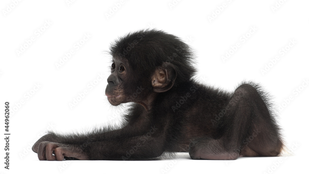 Fototapeta premium Baby bonobo, Pan paniscus, 4 months old