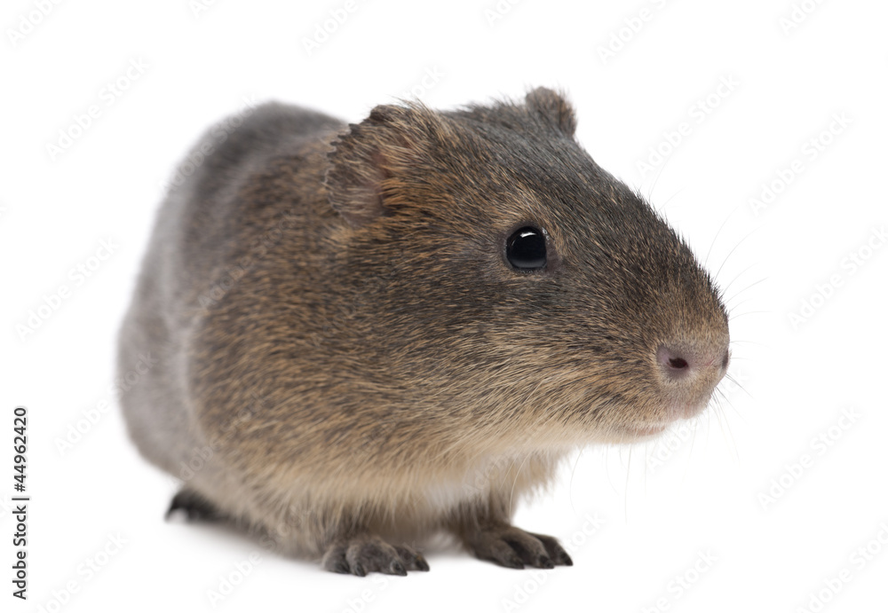 Greater guinea pig, Cavia magna, against white background